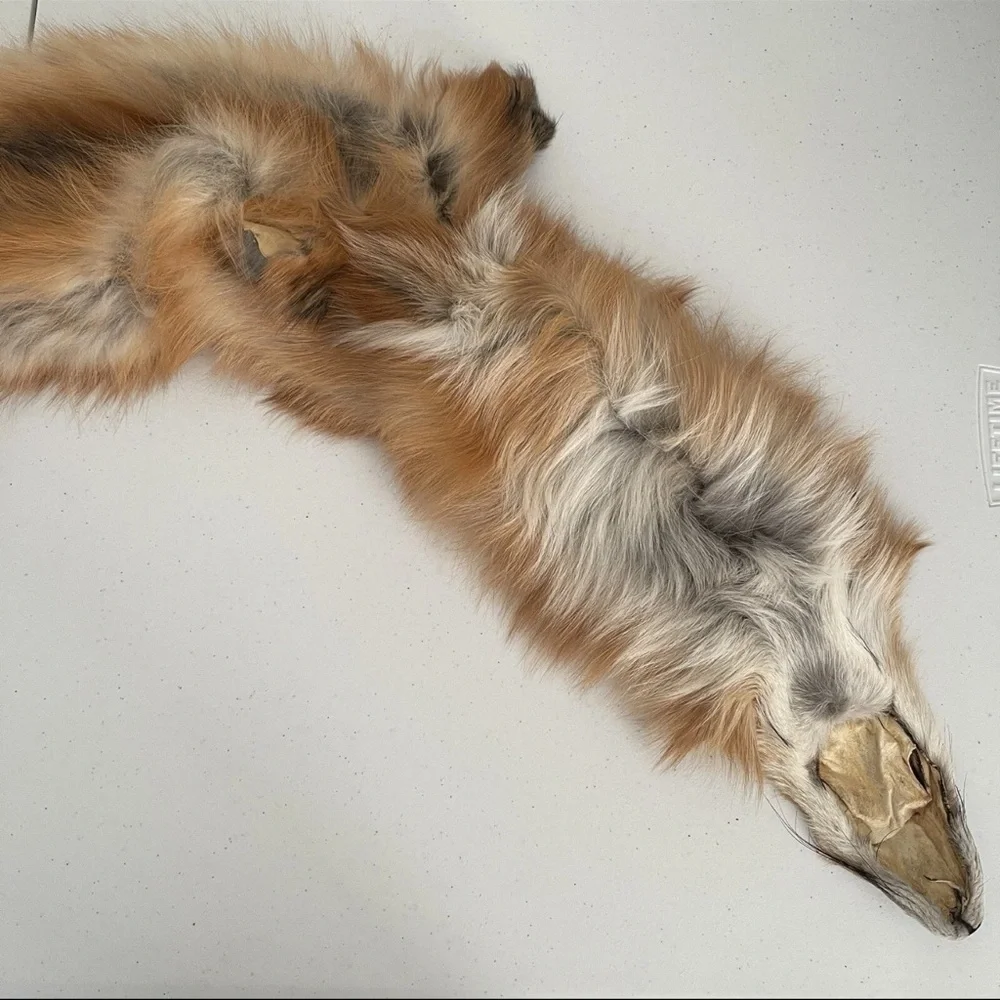 Real Red Fox Fur Pelt Hide Stole Scarf Log Cabin Decor Crafts Art Wall Hanging! - Picture 11 of 15